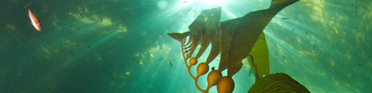 Giant Kelp (PC: S. Gabara)